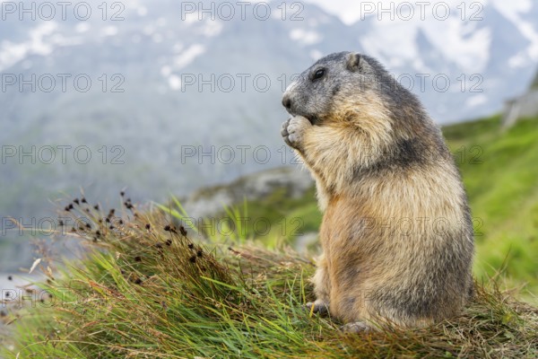 Alpine marmot (Marmota marmota) in autumn, Grossglockner, High Tauern National Park, Austria, Europe