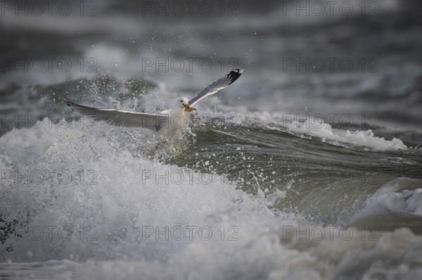 Herring gull (Larus argentatus) in the surf with a captured starfish in its beak, Hvide Sande, North Sea, Denmark, Europe