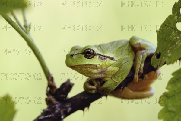 In the brambles... European tree frog (Hyla arborea) in its natural habitat, frog sits on a thorny tendril of a bramble bush, is almost perfectly camouflaged there, tree frogs like to hide in the bushes near the water during the day, Lower Rhine, North Rhine-Westphalia, Germany, Western Europe, Europe