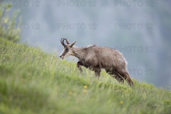Labourious ascent... Chamois (Rupicapra rupicapra), chamois migrates, runs up a lush, steep mountain meadow to graze, struggles forwards