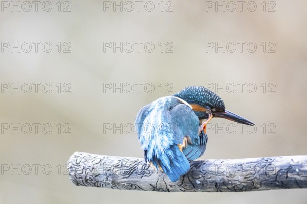 Kingfisher (Alcedo atthis) Germany