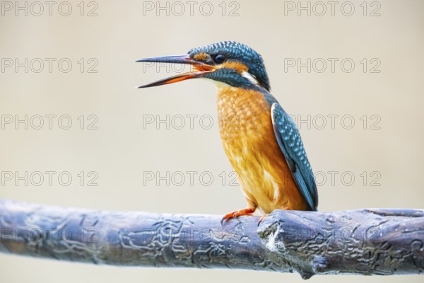 Kingfisher (Alcedo atthis) Germany