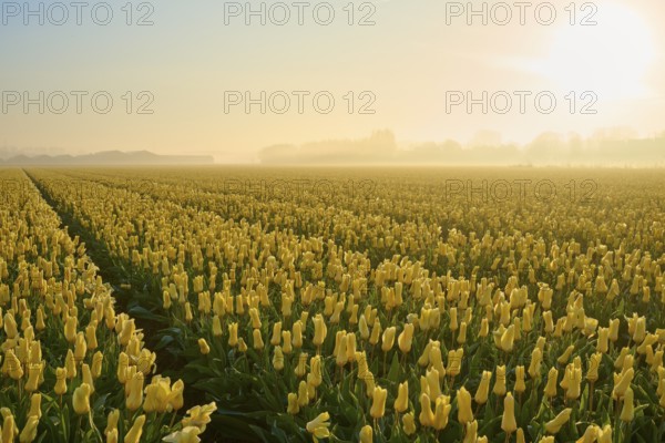 A wide field of yellow tulips at sunrise, lightly shrouded in mist, Sassenheim, province of South Holland, Netherlands