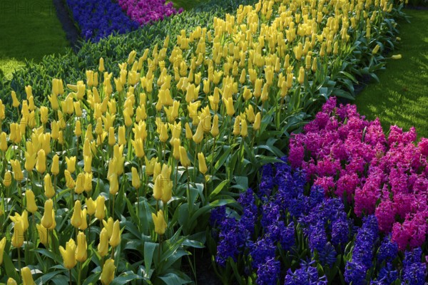 A colourful flowerbed with yellow tulips and colourful hyacinths, Keukenhof, Lisse, province of South Holland, Netherlands