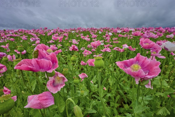 Opium poppy (Papaver somniferum), close-up of pink poppies with cloudy sky in the background, summer, Germerode, Geo nature park Park Frau-Holle-Land, Hoher Meissner, Hesse, Germany, Europe