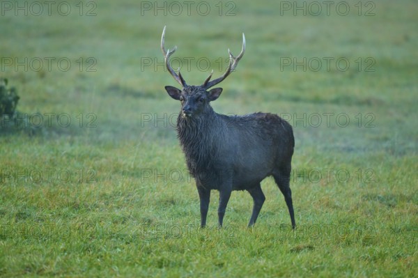 Sika deer (Cervus nippon), with antlers on a green meadow in natural surroundings in morning light, Germany, Europe