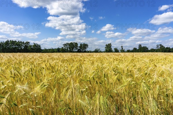 Grain field, in front of harvest, barley, near Bottrop-Kirchhellen, North Rhine-Westphalia, Germany, Europe