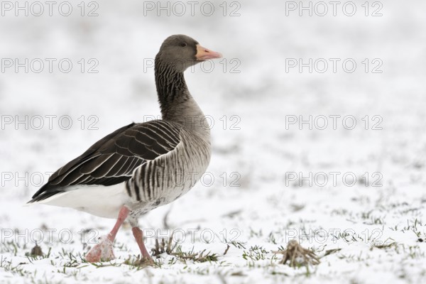Greylag goose (Anser anser) in winter with snow, walking across a snowy field, side view with all relevant identification features, looks back attentively and carefully, looks funny, wildlife, Lower Rhine, Rhine district Neuss, North Rhine-Westphalia, Germany, Western Europe, Europe