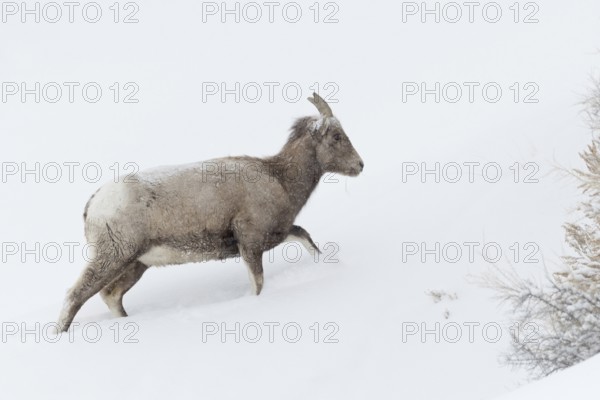 Rocky Mountain bighorn sheep (Ovis canadensis) in winter with snowfall and strong wind, adult female, walking through deep snow up a mountain, extreme weather conditions, nature in Yellowstone NP, USA, Yellowstone, Wyoming, North America, United States of America, North America