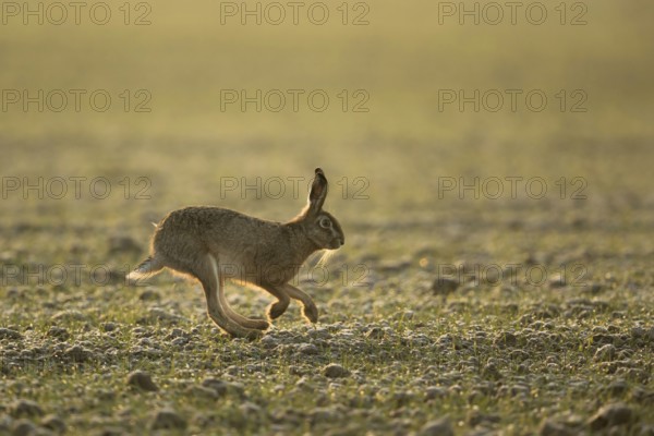 Long hind legs... European hare (Lepus europaeus), hare running across a field in late winter in the early morning light, typical hare picture with beautiful posture, perfect moment to take a picture, native nature, Lower Rhine, Rhineland, Meerbusch, North Rhine-Westphalia, Germany, Western Europe, Europe