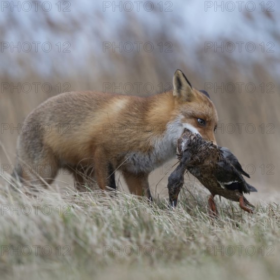 With mallard... Red fox (Vulpes vulpes), fox with prey in catch, has captured a duck, successful hunter, native predator, predatory game, small game, predator, native wildlife, nature, wildlife, native nature, North Rhine-Westphalia, Germany, Western Europe, Europe