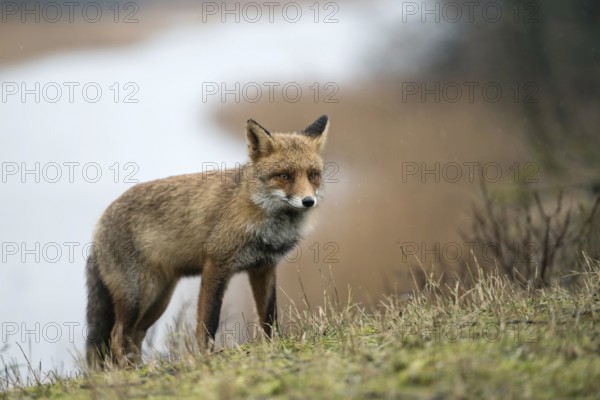 On an exploratory tour... Red fox (Vulpes vulpes) in rainy weather, fox comes up a hill from a body of water, stops, looks with caution, waiting, with a serious look over the crest of the hill, native nature, North Holland, Netherlands, Western Europe