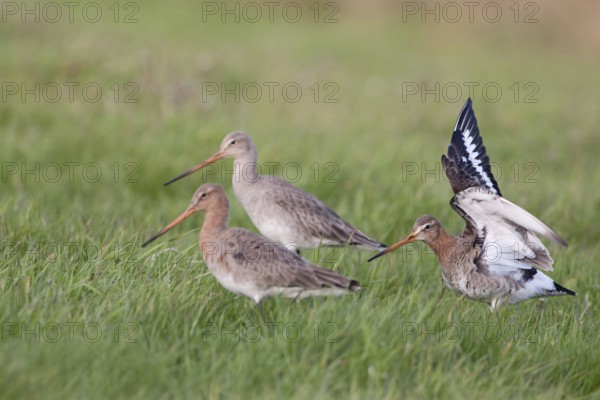 Travelling in a flock... Black-tailed godwits (Limosa limosa) shortly after their arrival in the breeding area, the black-tailed godwit is a highly endangered meadow limosa, requires extensive, un-compacted meadows as a habitat, native birds, animals, nature, Lower Saxony, Germany, Western Europe, Europe