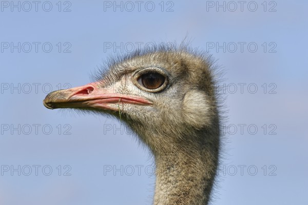 Common ostrich (Struthio camelus), portrait, captive, Rhineland-Palatinate, Germany, Europe
