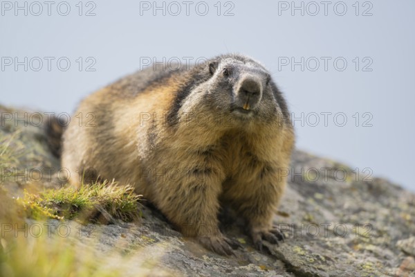 Alpine marmot (Marmota marmota) in autumn, Grossglockner, High Tauern National Park, Austria, Europe