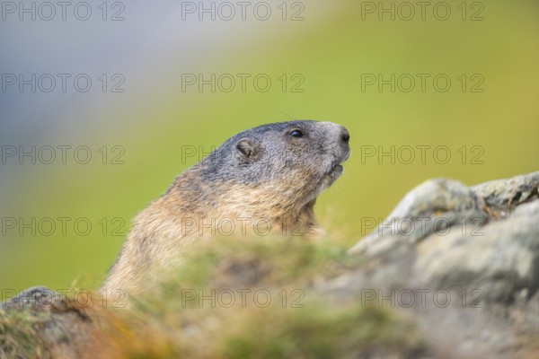 Alpine marmot (Marmota marmota) in autumn, Grossglockner, High Tauern National Park, Austria, Europe