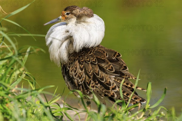 Bird with splendid white neck plumage, surrounded by green vegetation, Ruff (Calidris pugnax, Syn.: Philomachus pugnax), France, Europe