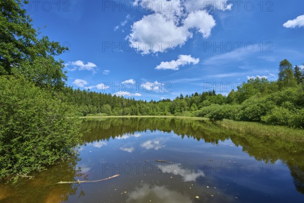 Forest lake under a blue sky and white clouds reflecting in the smooth water, Mülbener See, Mülben, Waldbrunn, Neckar-Odenwald-Kreis, Odenwald, Baden-Württemberg, Germany, Europe