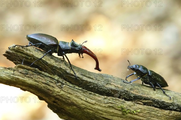 Fascinating stag beetle (Lucanus cervus), insect of the year 2012, June, Saxony, Germany, Europe