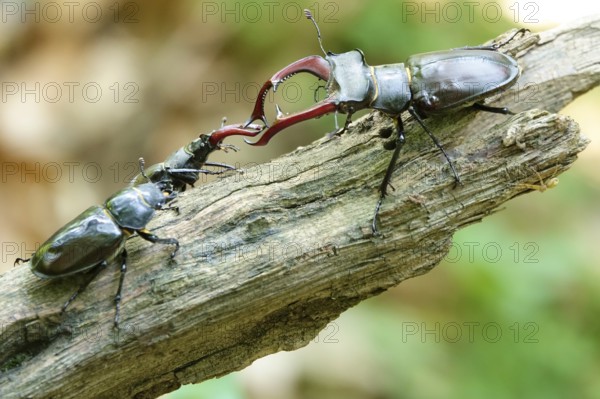 Fascinating stag beetle (Lucanus cervus), insect of the year 2012, June, Saxony, Germany, Europe