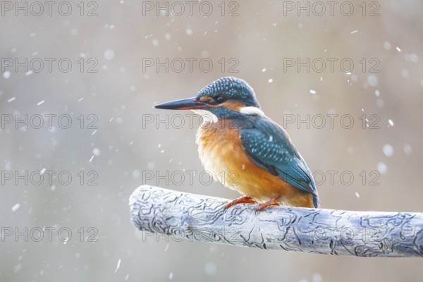 Kingfisher (Alcedo atthis) Germany