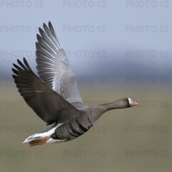 Green and blue... White-fronted goose (Anser albifrons), northern wild goose in flight, in the most beautiful light on the Lower Rhine, wide meadows, pastures and blue sky provide a beautiful soft background, particularly detailed, clear shot, Lower Rhine, Rhineland, North Rhine-Westphalia, Germany, Western Europe, Europe