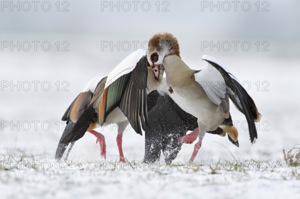Nile goose, Nile geese (Alopochen aegyptiacus) in winter, snow, in fierce, hard fight, territorial tussle, fight, argue bitterly, compete with each other, wildlife, native wild animals, wild geese, invasive, aggressive species, neozoa on the Lower Rhine, North Rhine-Westphalia, Germany, Western Europe, Europe