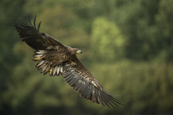 Wingspan up to 250 cm... White-tailed eagle (Haliaeetus albicilla), young eagle, bird of prey is about to land with wings spread wide and tail feathers fanned out, clear light, very detailed, native nature, Mecklenburg-Western Pomerania, Germany, Western Europe, Europe