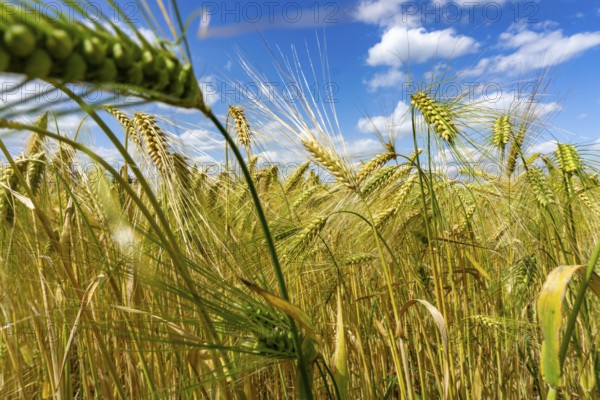 Grain field, in front of harvest, barley, near Bottrop-Kirchhellen, North Rhine-Westphalia, Germany, Europe