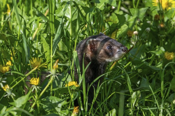 European polecat (Mustela putorius) on the hunt, looking for prey in meadow, pasture with dandelions in flower in spring