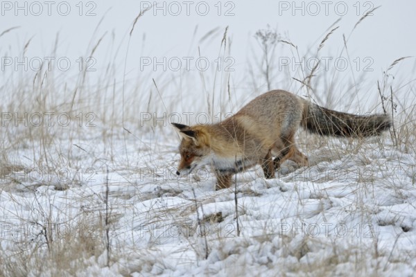 On the hunt for mice... Red fox (Vulpes vulpes) in winter, adult, looking for mice in the snow, hunting in winter, native nature, Sauerland, North Rhine-Westphalia-Germany, Western Europe