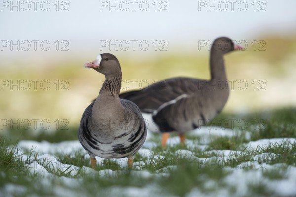 Critical glances... White-fronted goose (Anser albifrons), two wild geese in their wintering grounds on the Lower Rhine in a meadow with remnants of snow carefully securing the surroundings, Lower Rhine, North Rhine-Westphalia, Germany, Western Europe, Europe