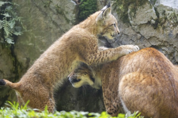 Eurasian lynx (Lynx lynx) mother with her youngster, Austria, Europe