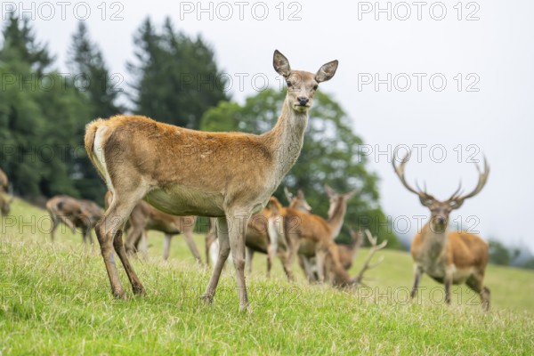 Red deer (Cervus elaphus) hind on a meadow in tirol, Kitzbühel, Wildpark Aurach, Austria, Europe