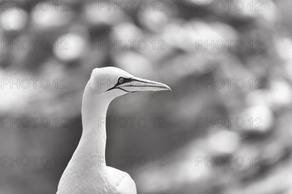Gannet (Morus bassanus) on bird cliffs, monochrome, Helgoland Island, Schleswig-Holstein, Germany, Europe