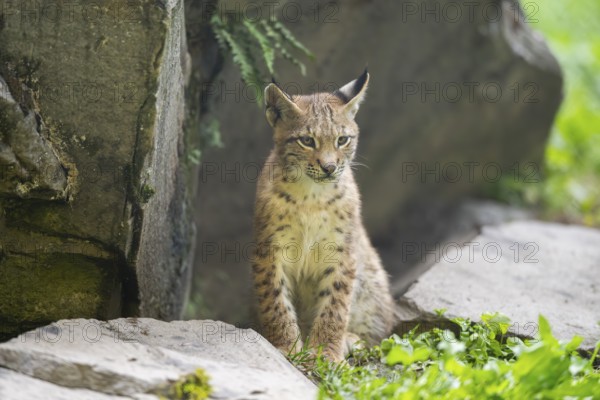 Eurasian lynx (Lynx lynx) youngster, Bavaria, Germany, Europe
