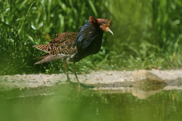 Ruff (Philomachus pugnax), with dark plumage bends over calm water, France, Europe