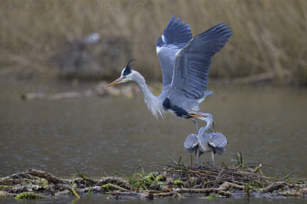Grey heron (Ardea cinerea), copula, nest on floating roots of water lily in front of reeds, Neckar valley, Baden-Württemberg, Germany, Europe