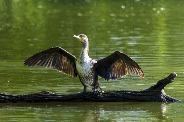 Bird on a tree trunk in the water with wings spread to the sun, Cormorant, (Phalacrocorax carbo), wildlife, France, Europe