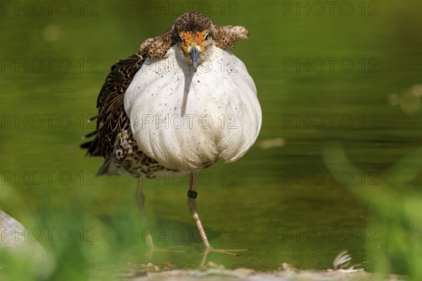 Bird with white plumage at the water, blurred green in the background, Ruff (Calidris pugnax, Syn.: Philomachus pugnax), France, Europe