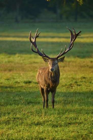 Red deer (Cervus elaphus), imposing, standing in a meadow in the warm light of the setting sun, Germany, Europe