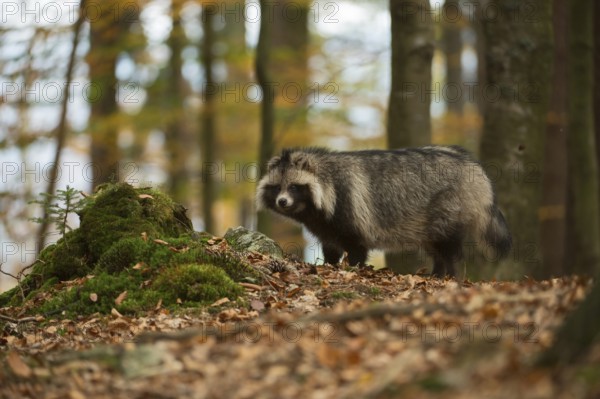Rare encounter... Raccoon dog (Nyctereutes procyonoides), invasive predator, hidden living, mostly very shy neozoan, new citizen in Germany, captive refugee, immigrant, immigrated species, fur animal, Germany, Europe