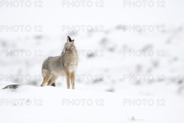 Howling coyote... Coyote (Canis latrans) in winter stands on a hill in the snow and howls, audible from afar, at the top of his lungs, calling for his pack, which answers him from a distance, coyote howling, nature in Yellowstone NP, Wyoming, North America, United States of America