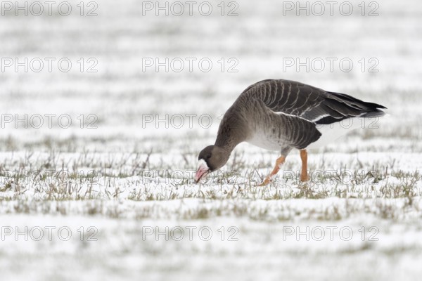 Grazing... White-fronted goose (Anser albifrons) grazing, grazing, eating young grasses on a snow-covered field on the Lower Rhine, Bislicher Insel, Wesel district, Lower Rhine, North Rhine-Westphalia, Germany, Western Europe, Europe