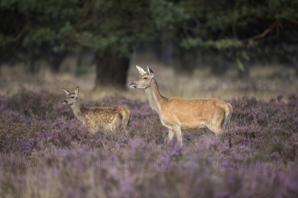 Red deer with calf... Red deer (Cervus elaphus), female red deer with offspring, white spotted calf in lush flowering purple heath, native nature, Veluwe, Netherlands, Western Europe