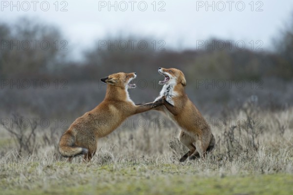 Red fox (Vulpes vulpes), foxes fighting, fight, two red foxes have come into conflict during the breeding season, argue, threaten each other, fight with each other, stand upright on their hind paws, baring their teeth, threaten, territorial behaviour during the breeding season, territorial dispute, native nature, North Holland, Netherlands, Western Europe