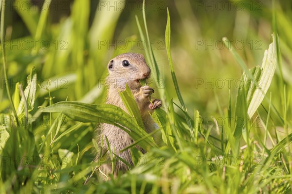 A young European ground squirrel (Spermophilus citellus) or European souslik stands in a meadow with tall green vegetation on a sunny day and eats from it