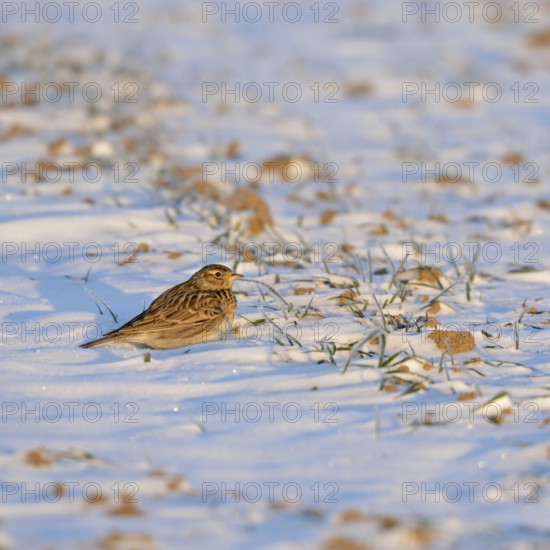 Skylark (Alauda arvensis) in winter, sitting, resting in the early morning light on a field in the snow, late winter in March, spring, rare weather situation on the Lower Rhine, local nature, Meerbusch, Rhineland, North Rhine-Westphalia, Germany, Western Europe, Europe