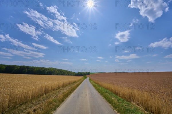 Long path through cornfields under a bright blue sky with scattered clouds, summer, Retzstadt, Main Spessart district, Bavaria, Germany, Europe