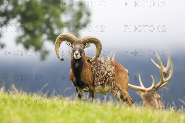 European mouflon (Ovis aries musimon) ram standing on a meadow, tirol, Kitzbühel, Wildpark Aurach, Austria, Europe